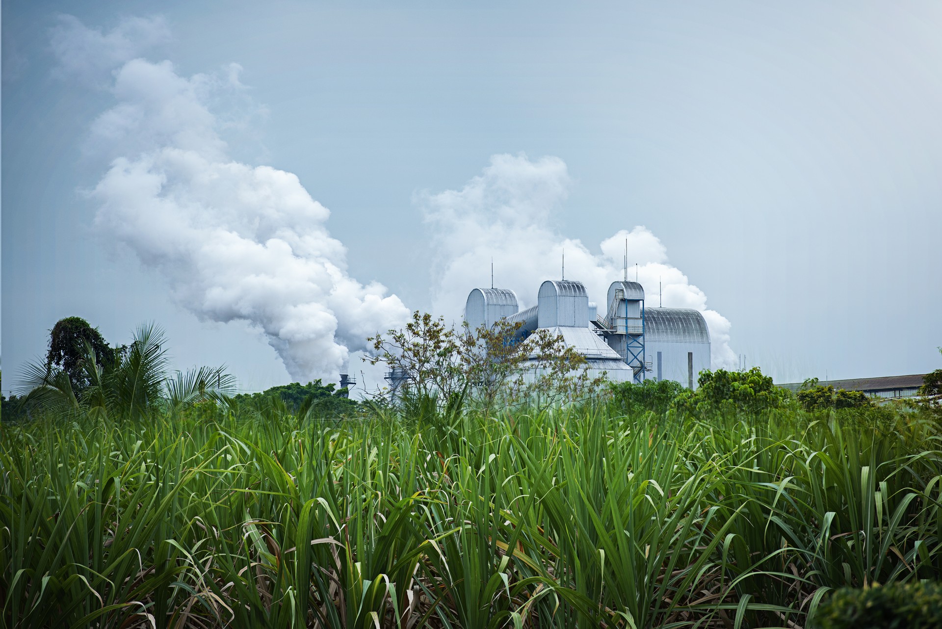 Sugar cane factory