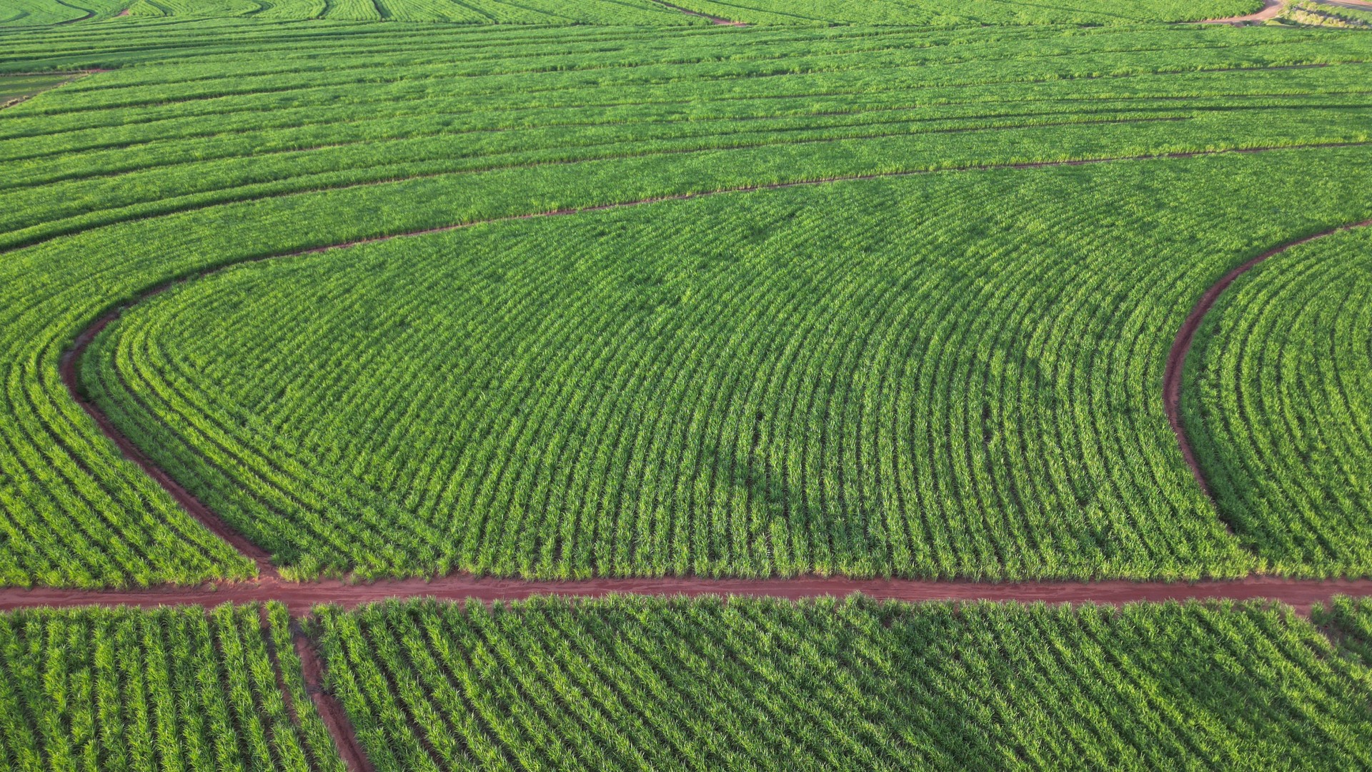 Sugar cane producing renewable energy